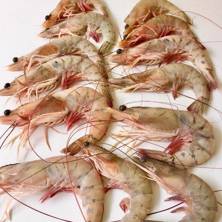 13 camarones con cabeza sobre una superficie blanca.