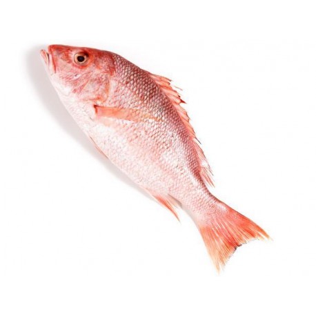 un pargo rojo entero