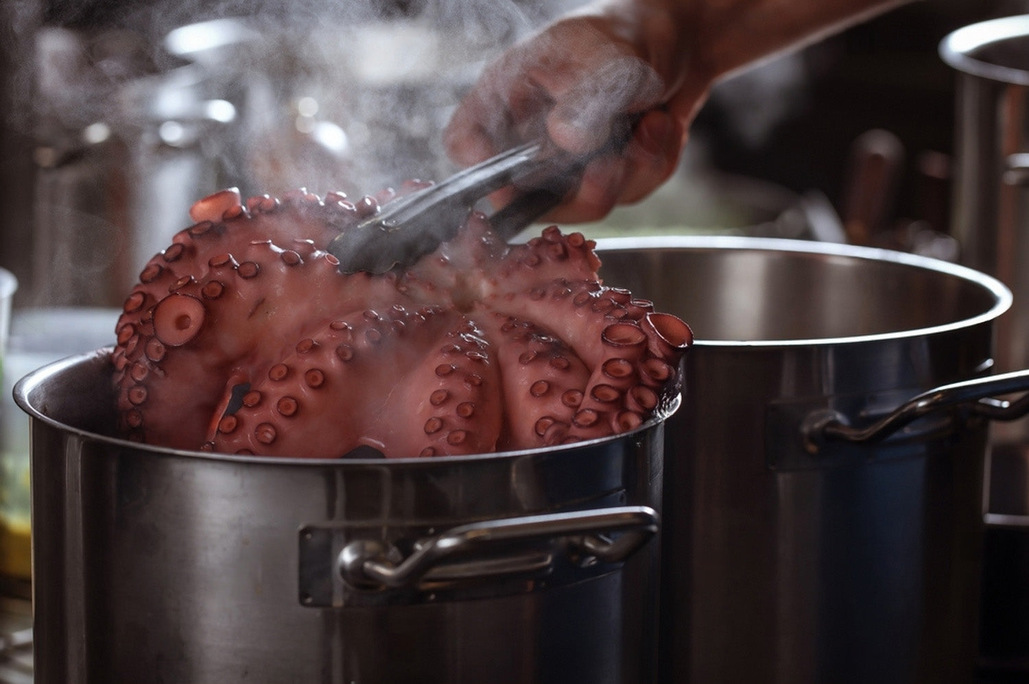 pulpo siendo precocido para usarse en recetas